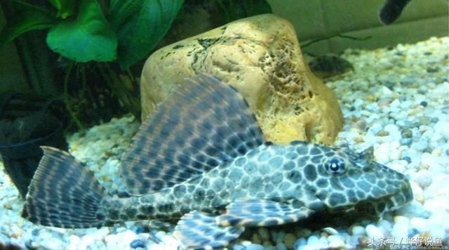 清道夫對龍魚有傷害嗎（清道夫魚對龍魚有什么傷害？）