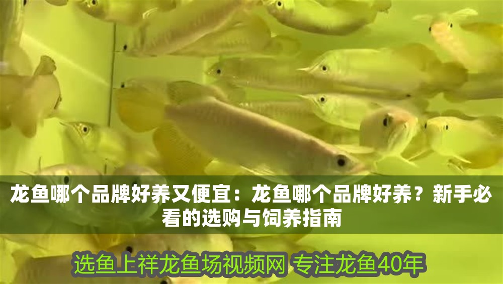 龍魚哪個品牌好養又便宜：龍魚哪個品牌好養？新手必看的選購與飼養指南