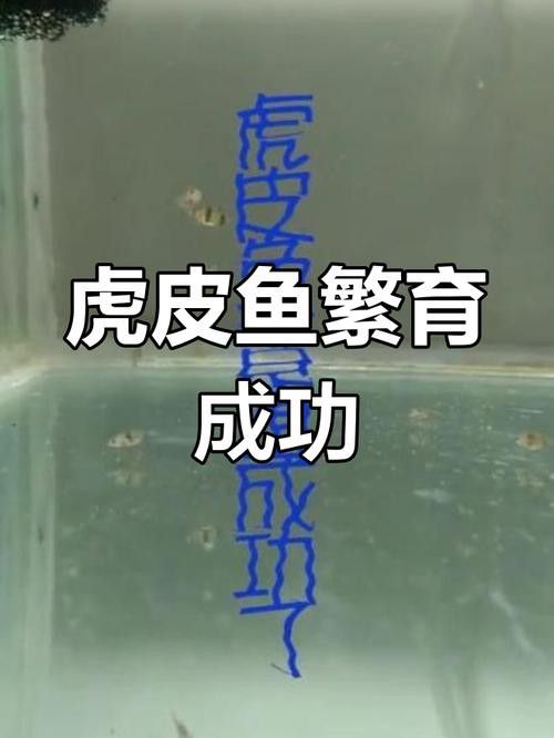 虎斑恐龍魚繁殖方式有哪些特點圖片