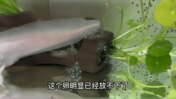 虎斑恐龍魚繁殖方式有哪些特點圖片