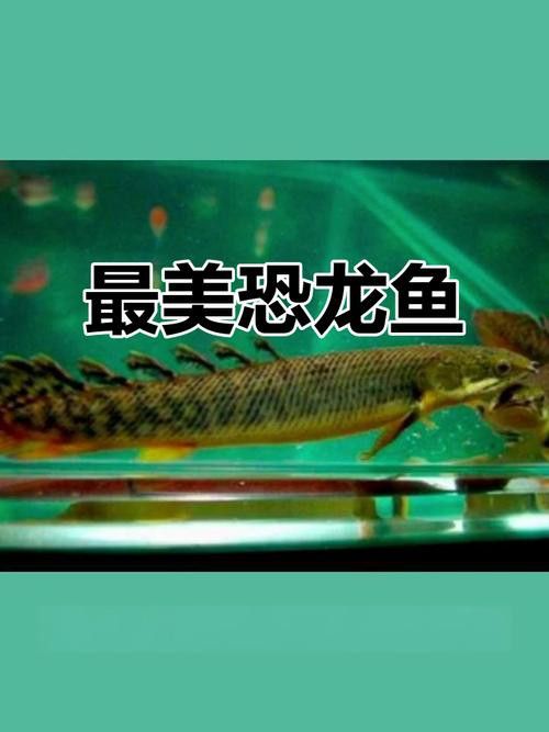 虎斑恐龍魚繁殖方式有哪些特點圖片