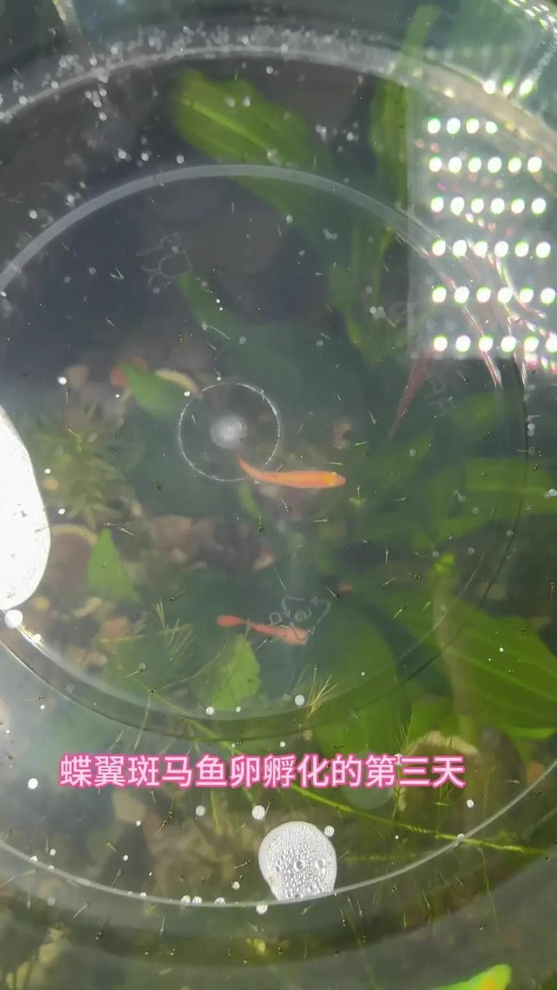 虎斑恐龍魚繁殖方式有哪些特點圖片