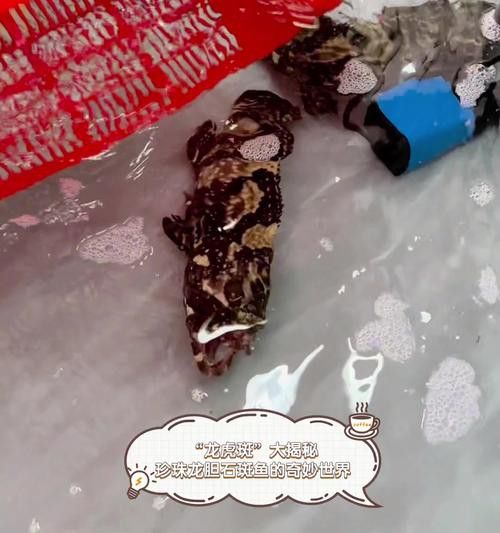 虎斑恐龍魚繁殖方式有哪些特點圖片