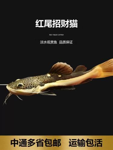 虎斑恐龍魚繁殖方式有哪些特點圖片