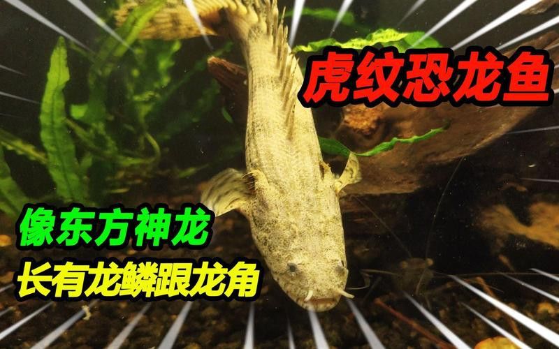 虎斑恐龍魚繁殖方式有哪些特點圖片