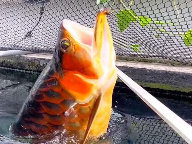 龍魚可以吃孔雀魚嗎圖片視頻