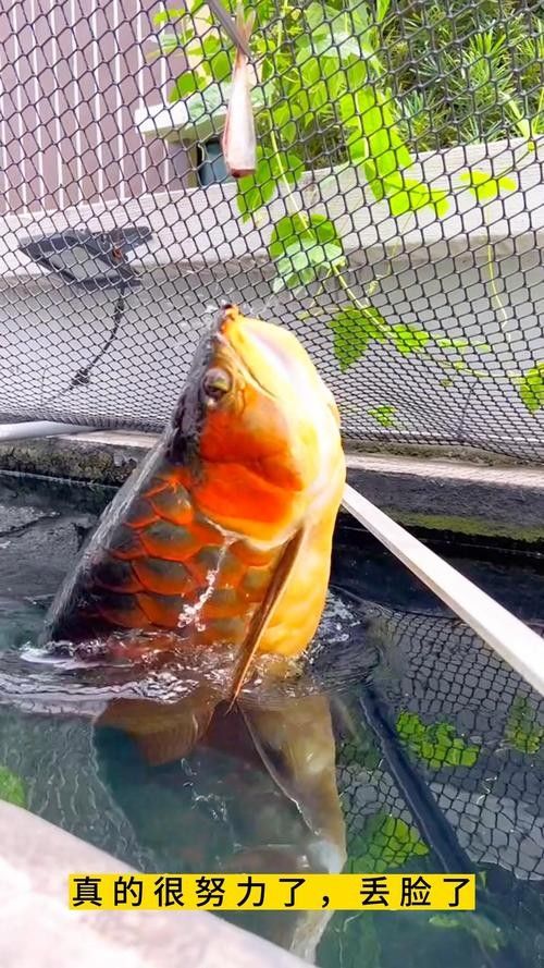 龍魚可以吃孔雀魚嗎圖片視頻