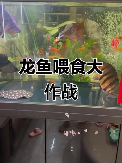 龍魚可以吃孔雀魚嗎圖片視頻
