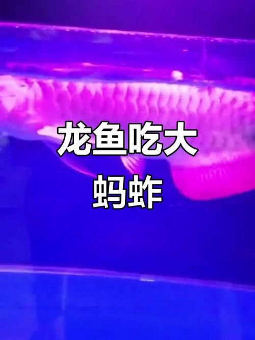 龍魚可以吃孔雀魚嗎圖片視頻