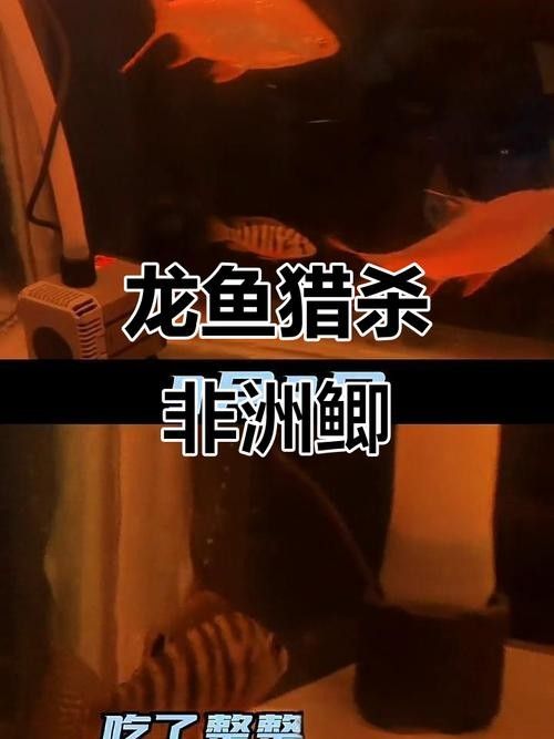 龍魚可以吃孔雀魚嗎圖片視頻