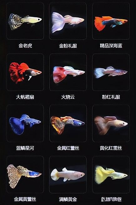 龍魚可以吃孔雀魚嗎圖片視頻