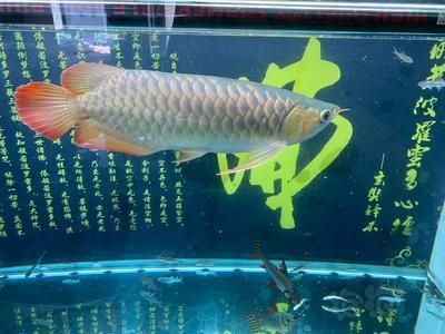龍魚吃自助餐：龍魚在自助餐中的攝食行為