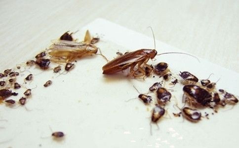 蟑螂對龍魚有什么營養作用：蟑螂對龍魚有什么營養作用呢？