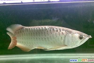 澳洲金龍魚多少錢一條啊：澳洲金龍魚價格