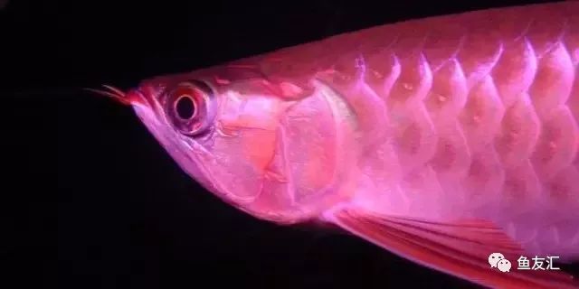 龍魚缸水溫多少度合適啊：龍魚缸水溫多少合適龍魚缸水溫多少合適