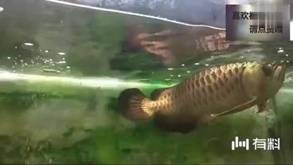金龍魚吃框是怎么回事：如何避免金龍魚吃框