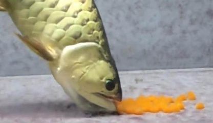 金龍魚吃框是怎么回事：如何避免金龍魚吃框