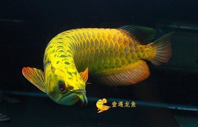 普通金龍魚價格表：普通金龍魚的價格表