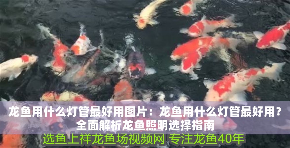 龍魚用什么燈管最好用圖片：龍魚用什么燈管最好用？全面解析龍魚照明選擇指南