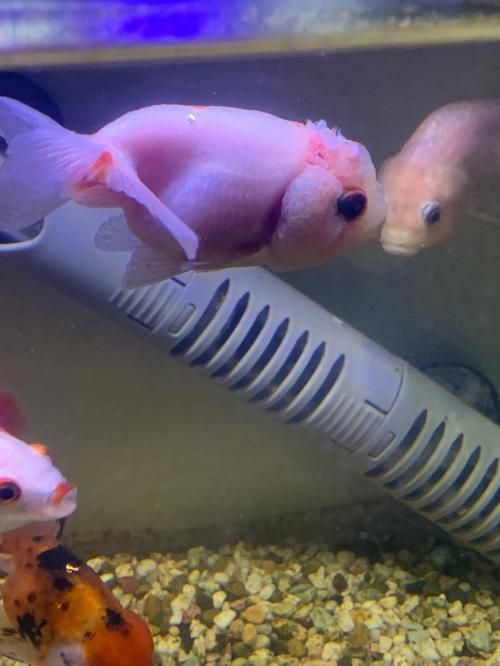 金魚頭部潰爛圖片