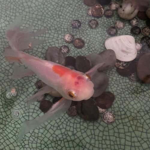 金魚頭部潰爛圖片