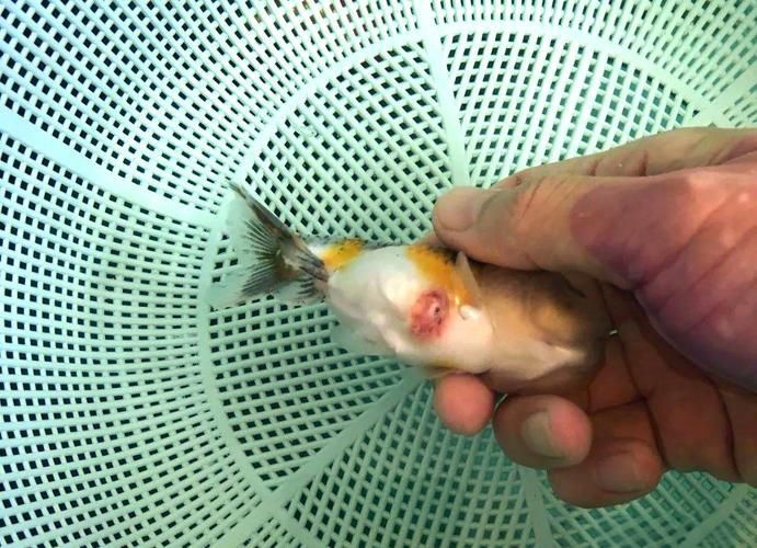 金魚頭部潰爛圖片