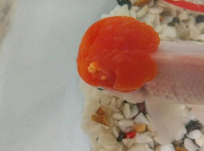 金魚頭部潰爛圖片