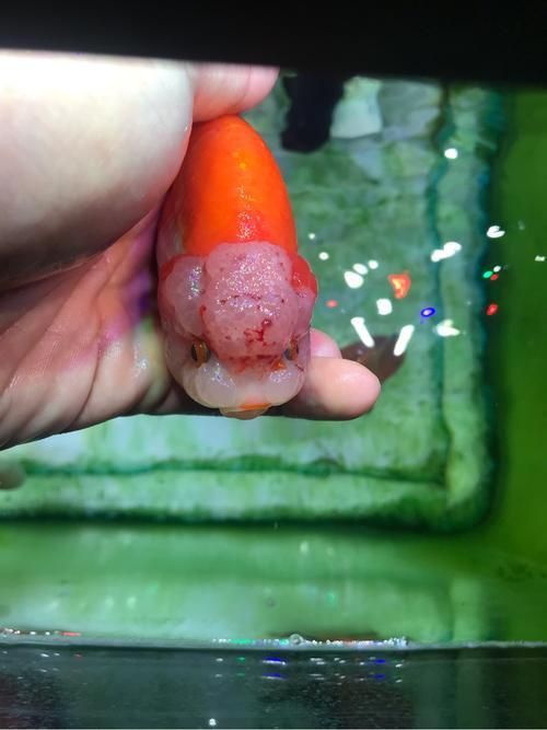 金魚頭部潰爛圖片