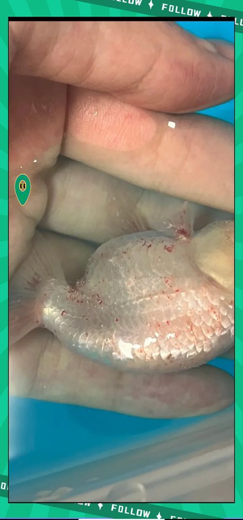 金魚頭部潰爛圖片