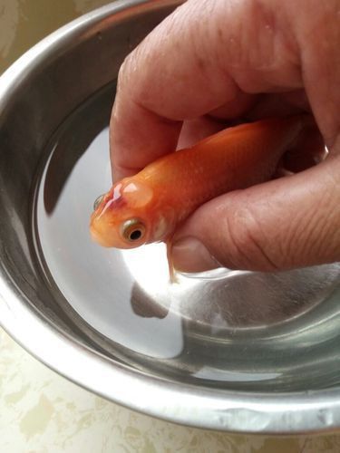 金魚頭部潰爛圖片