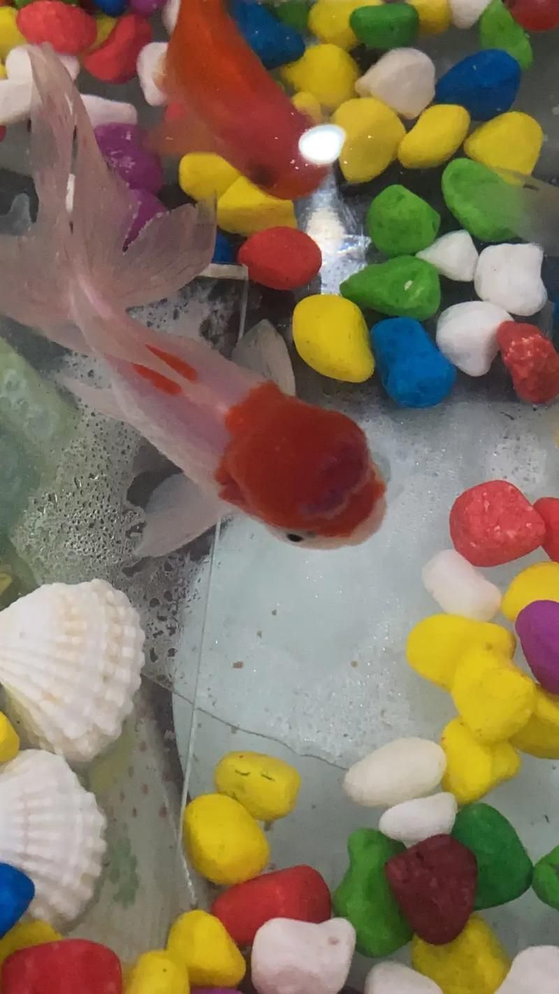 金魚頭部潰爛圖片