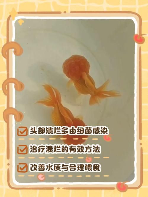 金魚頭部潰爛圖片
