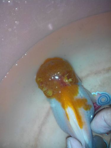 金魚頭部潰爛圖片