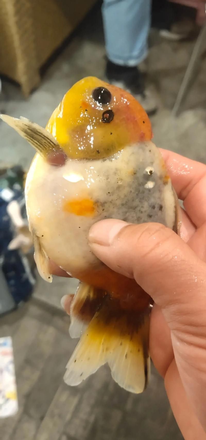 金魚頭部潰爛圖片