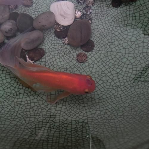 金魚頭部潰爛圖片