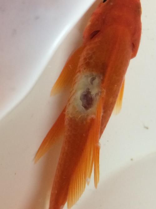 金魚頭部潰爛圖片