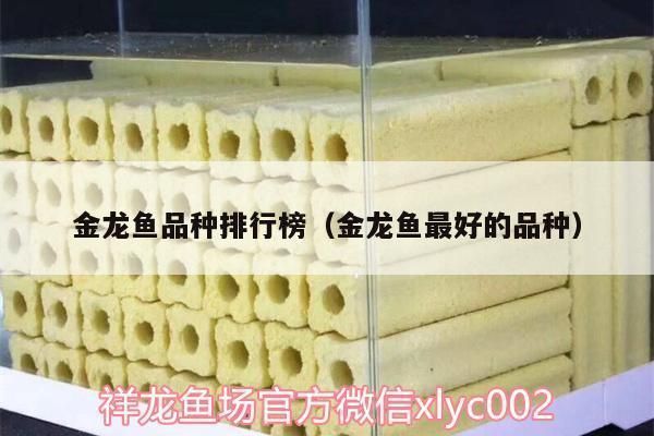 最好看的金龍魚品種是什么（最漂亮的金龍魚品種）