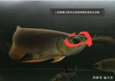 龍魚側燈離水平面多少：龍魚側燈離水平面的距離