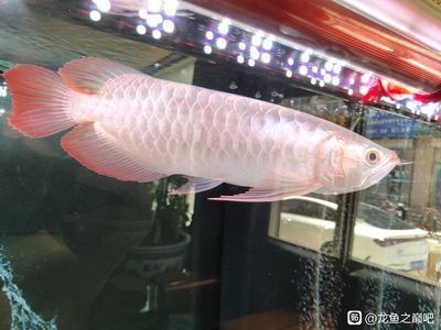 龍魚側燈離水平面多少：龍魚側燈離水平面的距離