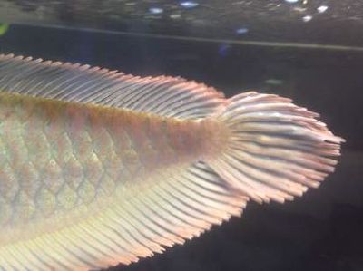 龍魚鰭上長白疙瘩怎么辦：龍魚鰭上長白疙瘩是怎么回事