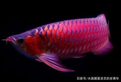 龍魚鰭上長白疙瘩怎么辦：龍魚鰭上長白疙瘩是怎么回事