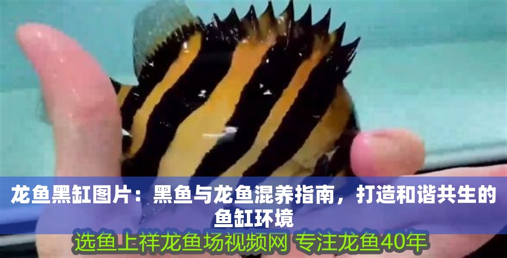 龍魚黑缸圖片：黑魚與龍魚混養指南，打造和諧共生的魚缸環境
