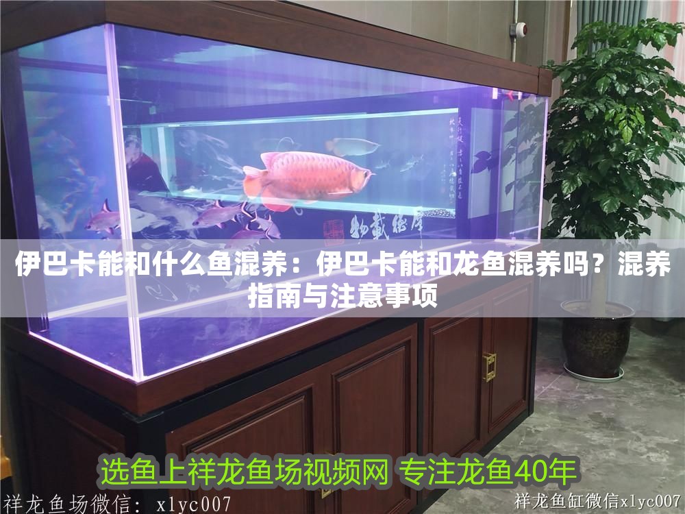 伊巴卡能和什么魚(yú)混養(yǎng)：伊巴卡能和龍魚(yú)混養(yǎng)嗎？混養(yǎng)指南與注意事項(xiàng)
