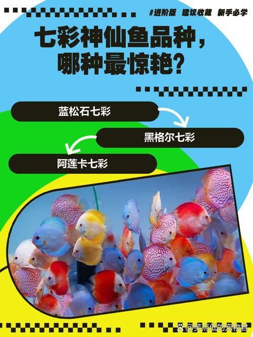 七彩龍魚(yú)有哪些稀有品種？