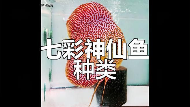 七彩龍魚(yú)有哪些稀有品種？
