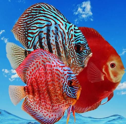 七彩龍魚(yú)有哪些稀有品種？
