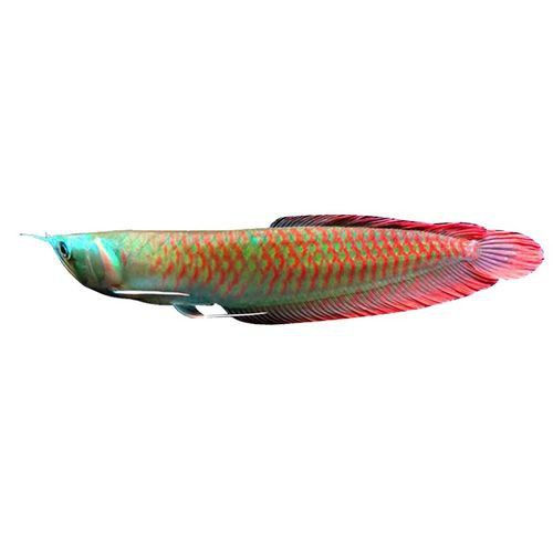 七彩龍魚(yú)有哪些稀有品種？