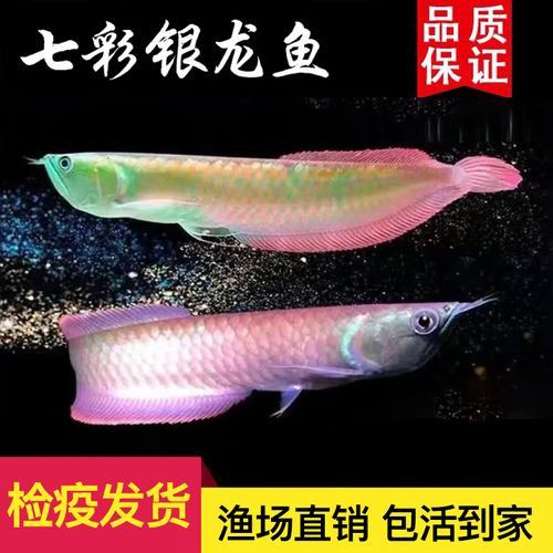 七彩龍魚(yú)有哪些稀有品種？