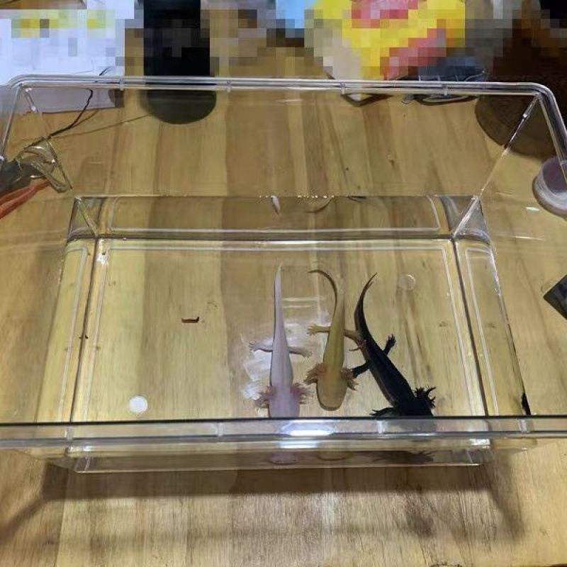 六角恐龍魚缸里有白色絮狀物正常嗎，六角恐龍魚缸中的白色絮狀物可能由多種因素引起的因素引起