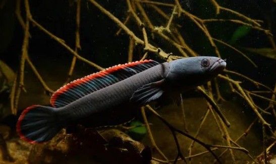 雷龍魚多大開始發色